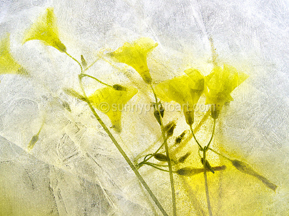 Floral Study No. 10