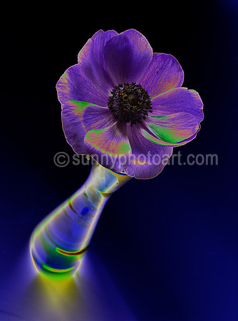 Florescence