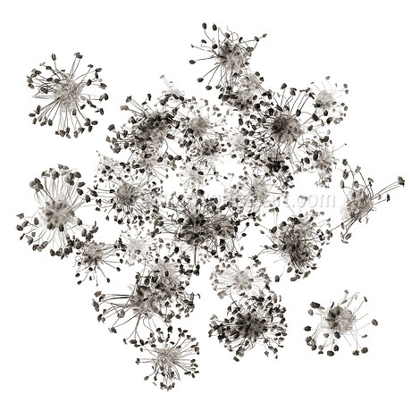 Field Study No. 15