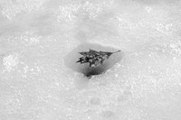 WInter Song IV