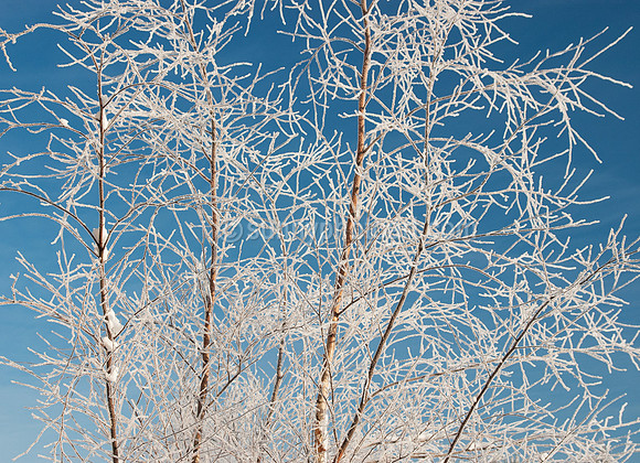 Winter Sparklers