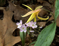 Conversation in Spring