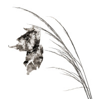 Field Study  No. 12