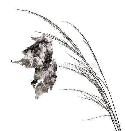 Field Study  No. 12