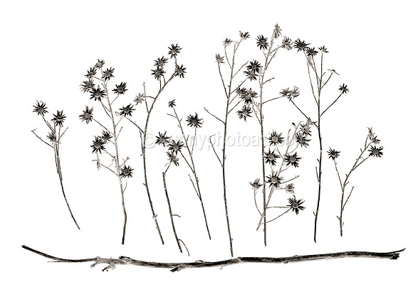 Field Study No. 38