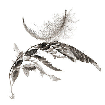 Field Study  No. 81