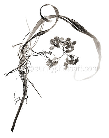 Field Study No. 30