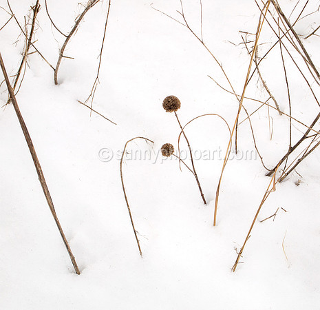 Winter Garden No. 2