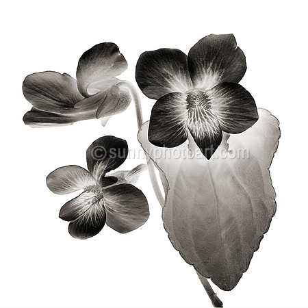 Field Study  No. 106