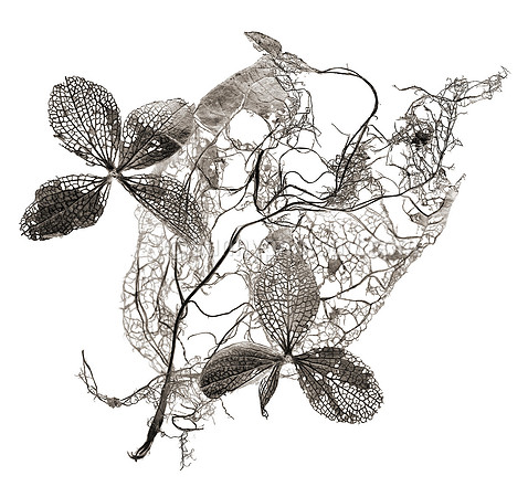 Field Study No. 34