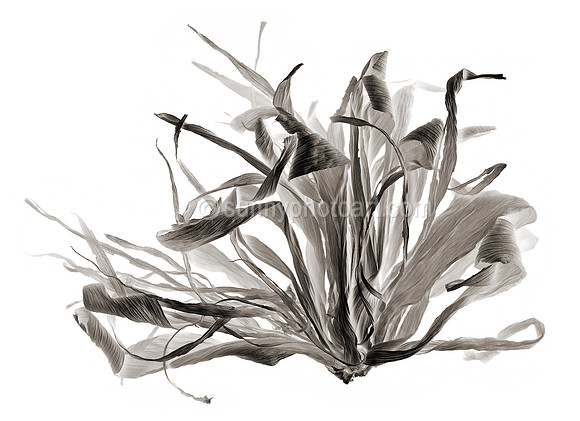 Field Study No. 27