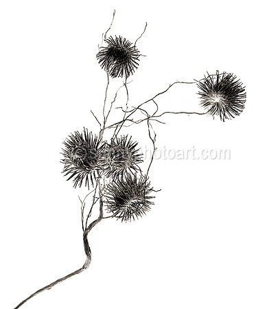 Field Study No. 40